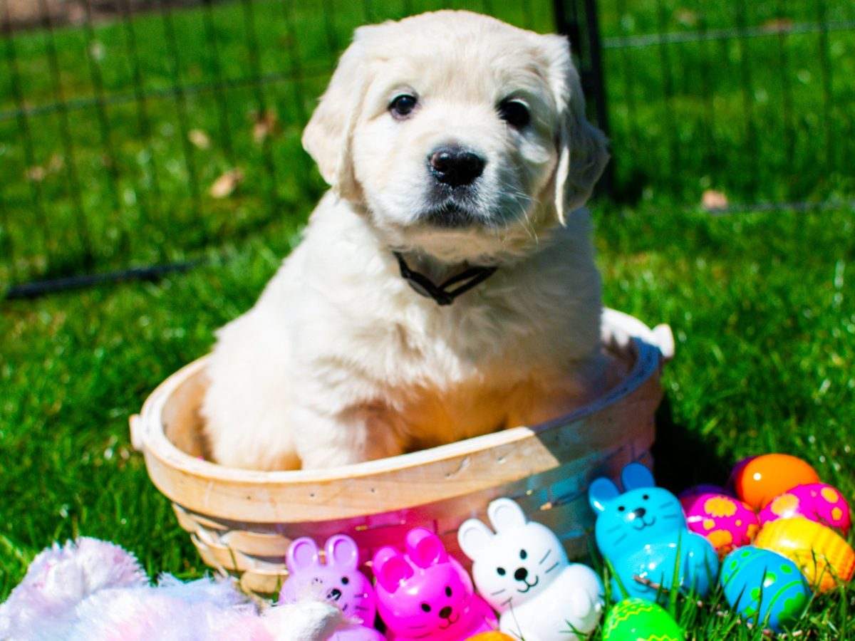 English Cream Golden puppy
