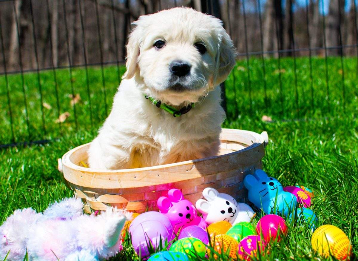 English Cream Golden puppy