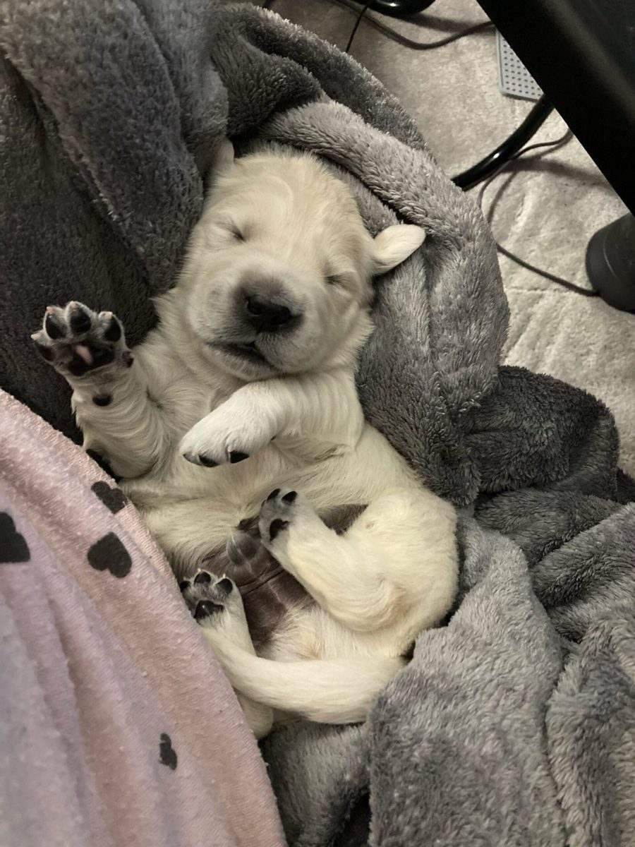 Mother golden with her litter