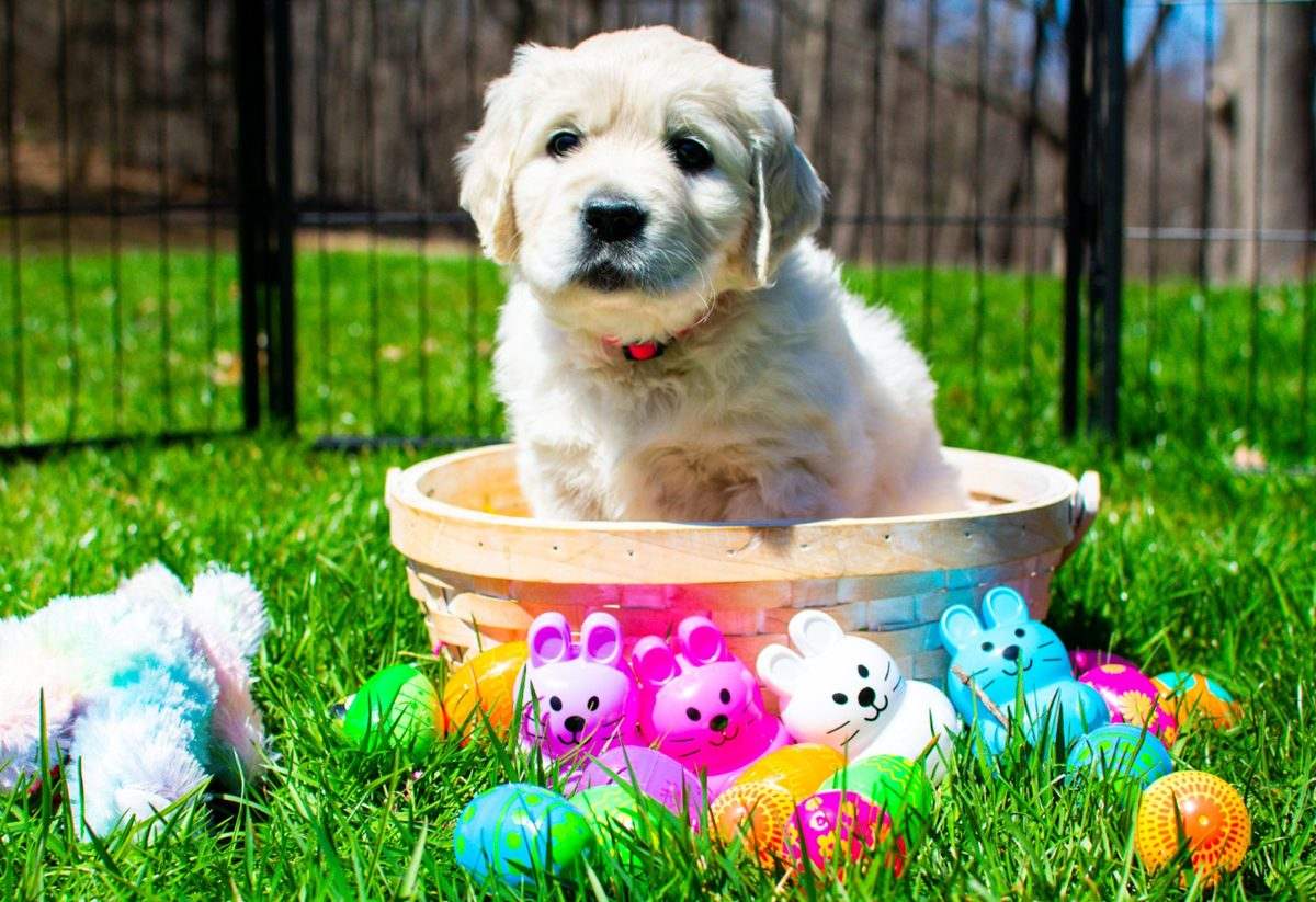 English Cream Golden puppy