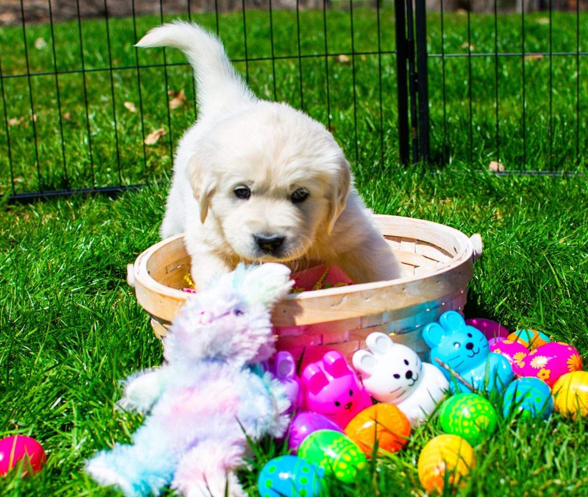 English Cream Golden puppy