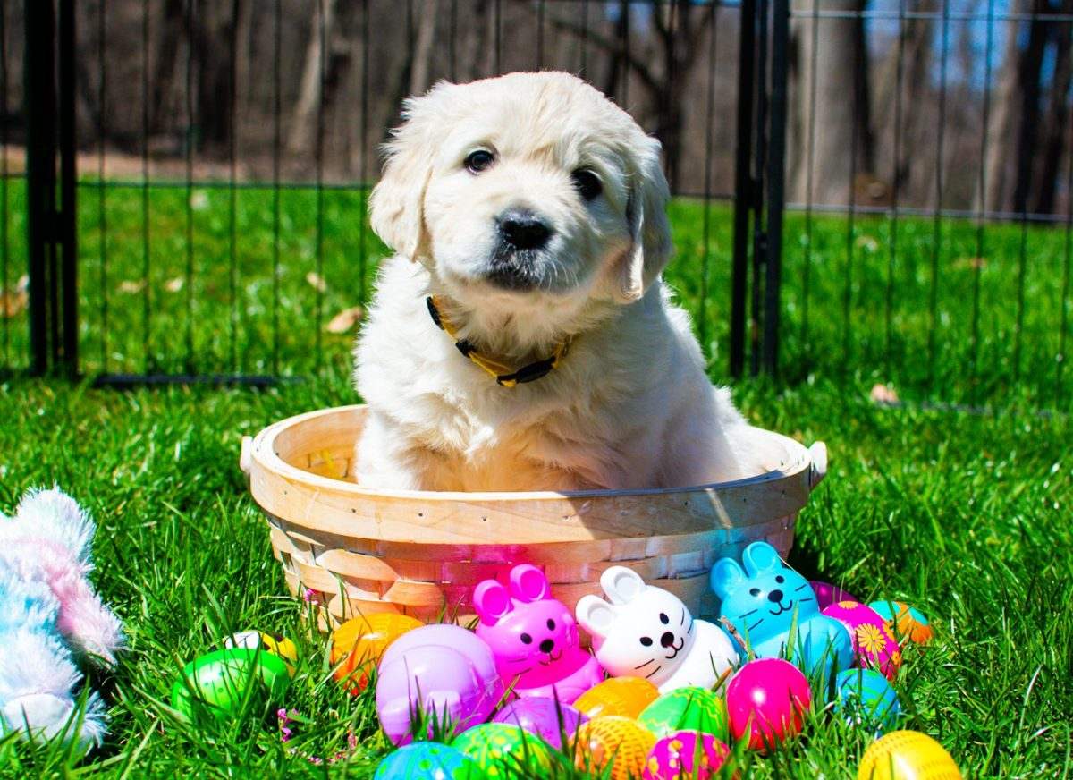 English Cream Golden puppy